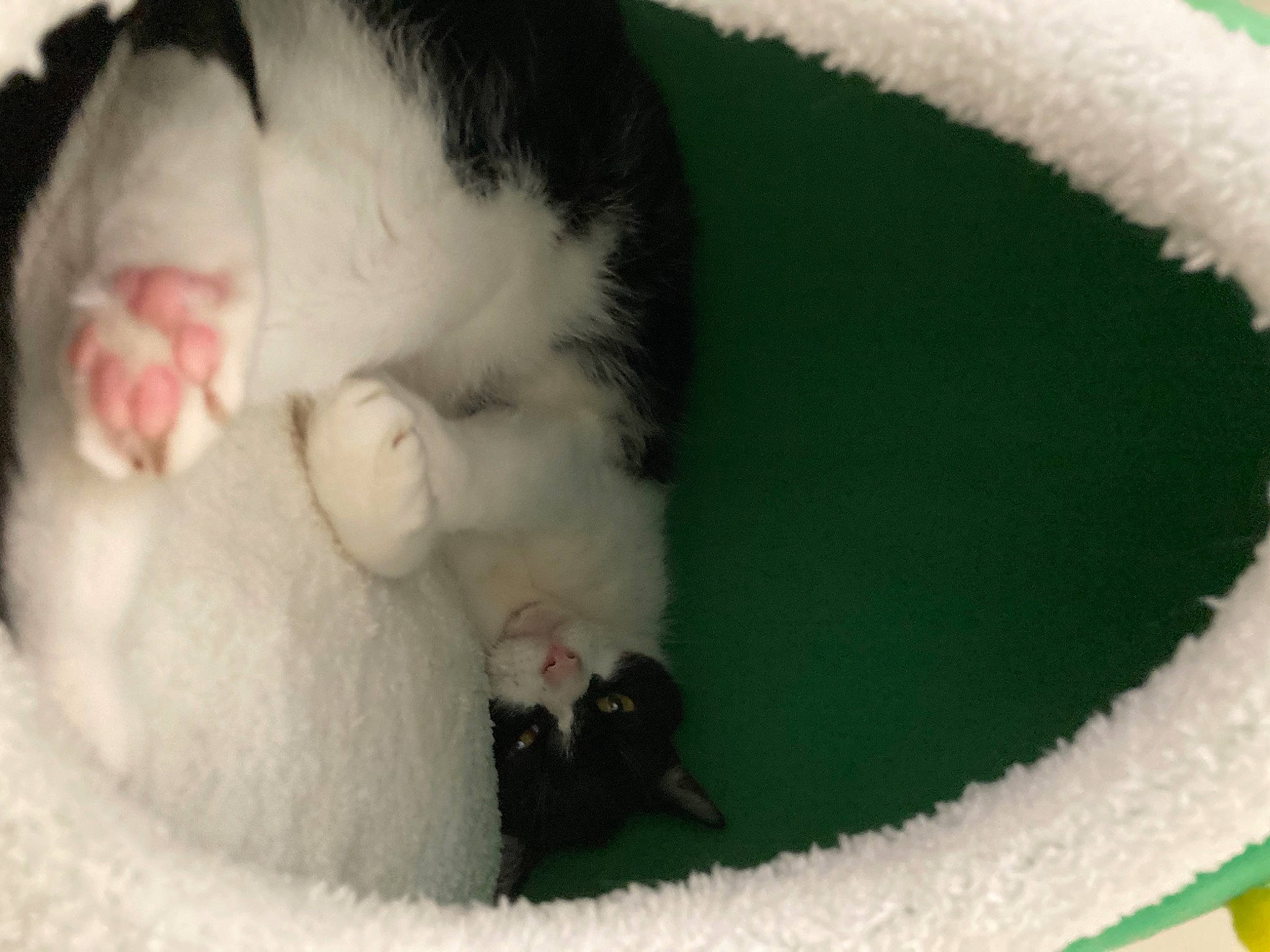 Midnight is registered to the contest to win money with this photo: carnivore, cat, cat_bed, cat_supply, claw, comfort, dog_breed, domestic_short_haired_cat, fang, fawn, felidae, fur, paw, pet_supply, small_to_medium_sized_cats, snout, tail, terrestrial_animal, whiskers, woolen