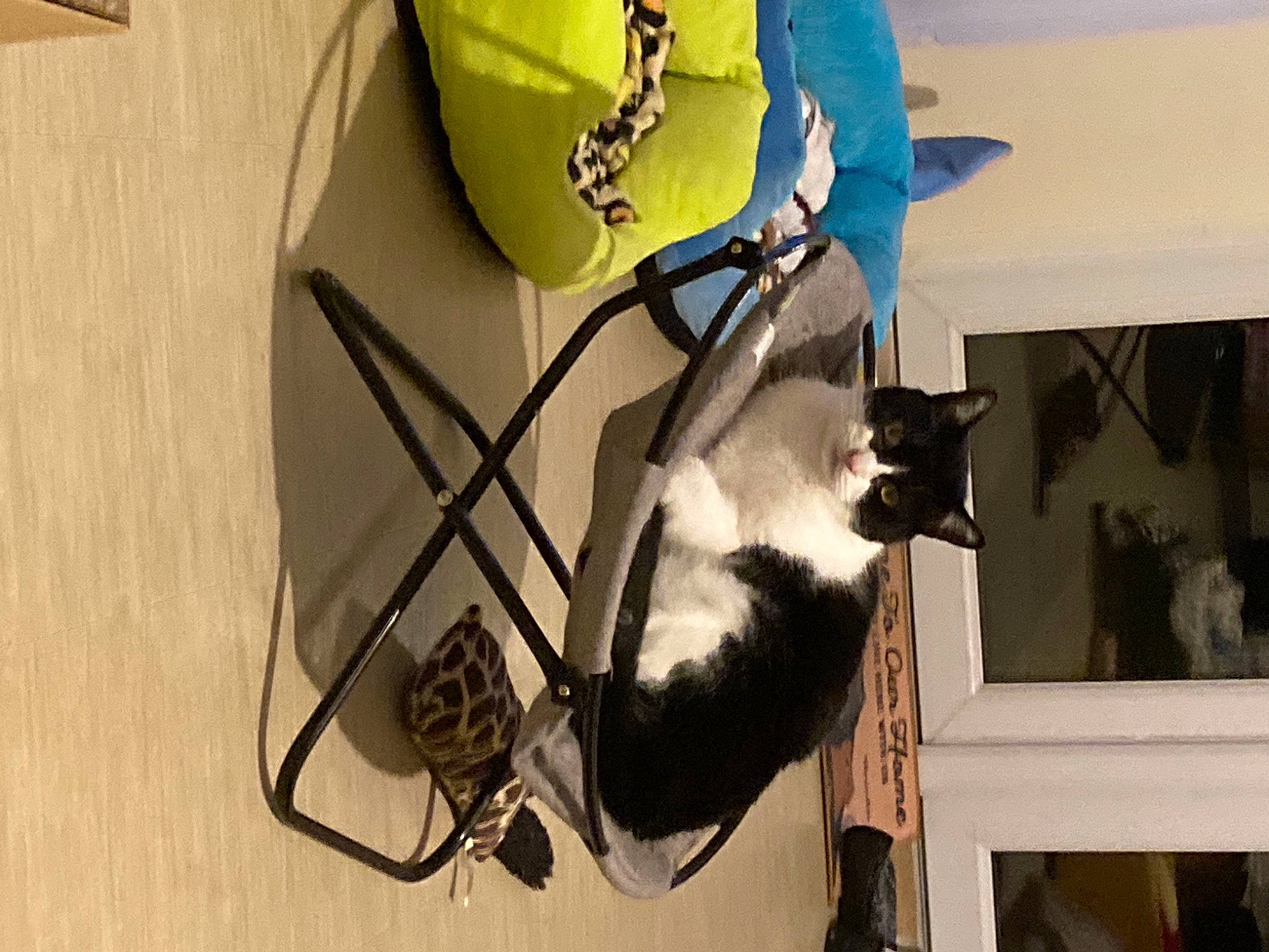 Midnight is registered to the contest to win money with this photo: audio_equipment, bag, baggage, carnivore, cat, dog_breed, electrical_wiring, eyewear, fashion_accessory, felidae, fur, luggage_and_bags, personal_protective_equipment, room, small_to_medium_sized_cats, sports_equipment, tail, whiskers, wire, wood