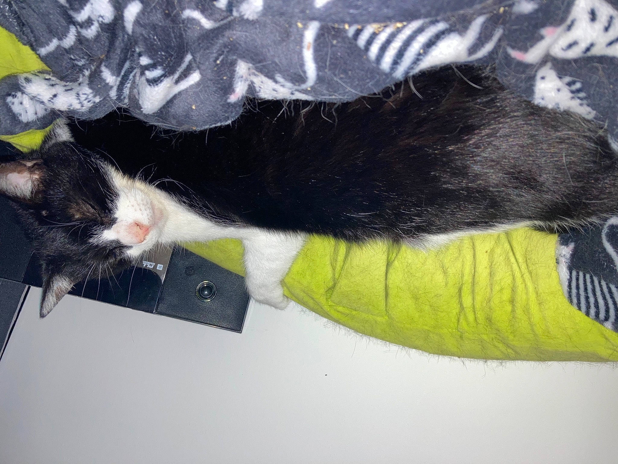 Midnight joined the competition — help win amazing prizes! beak, canidae, carmine, cat, claw, fashion_accessory, feather, felidae, foot, fur, glove, plush, small_to_medium_sized_cats, snout, sporting_group, stuffed_toy, tail, toy, whiskers, wing