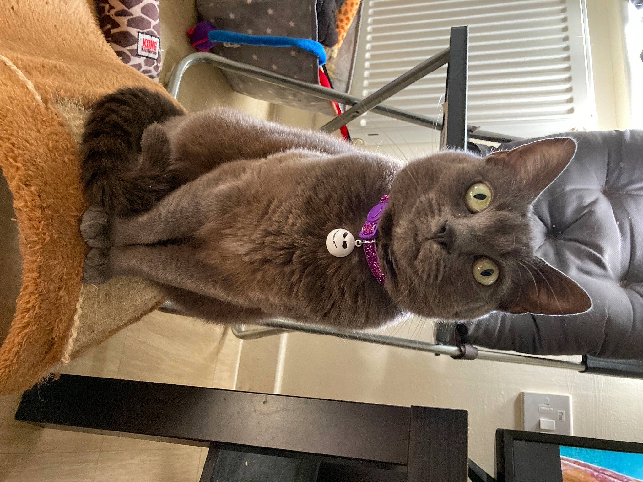 Misty joined the competition — help win amazing prizes! black_cat, carnivore, cat, collar, comfort, domestic_short_haired_cat, fawn, felidae, fur, grey, mammal, plant, russian_blue, small_to_medium_sized_cats, snout, tail, vertebrate, whiskers, window, wood