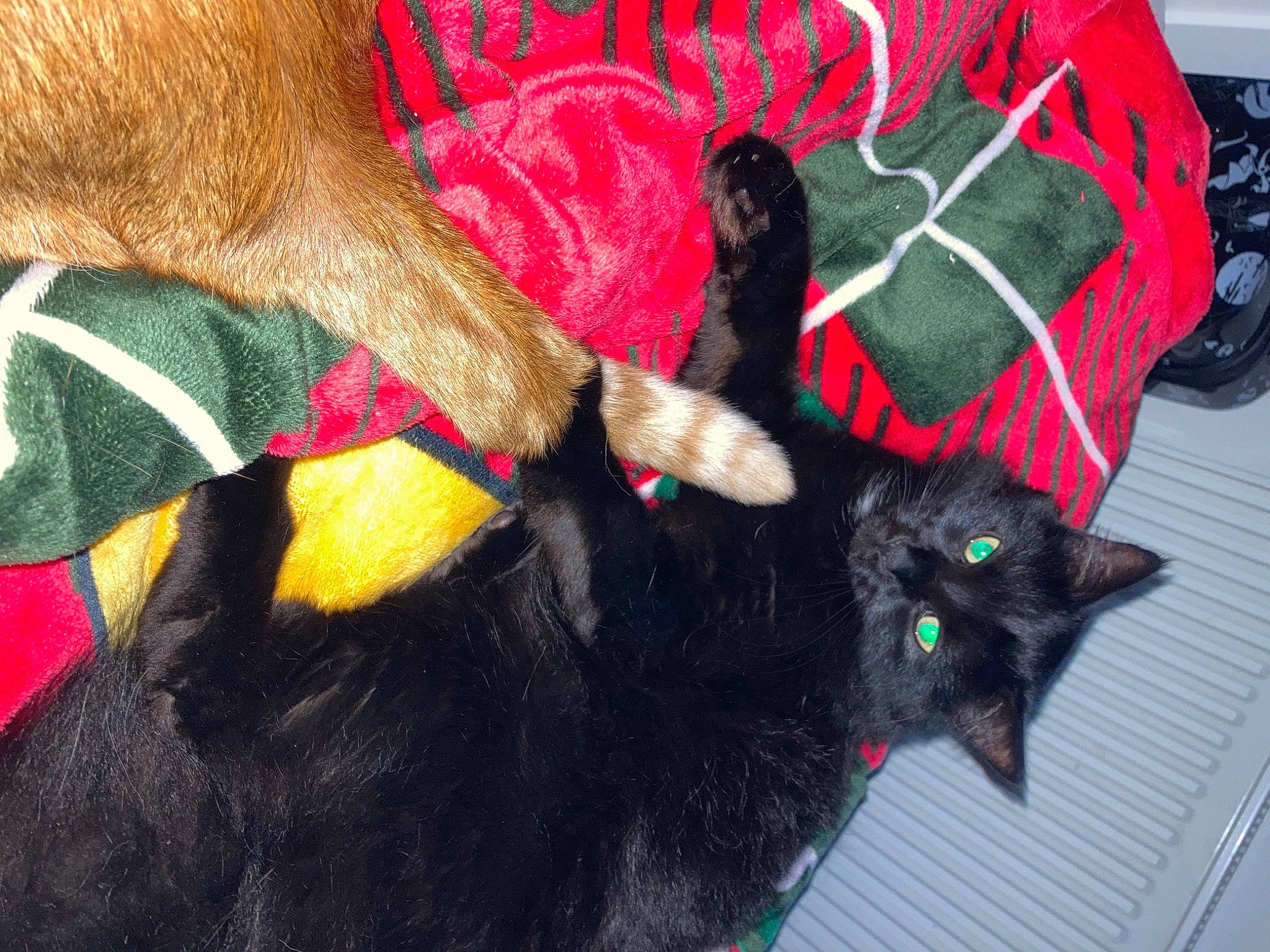 Hercules joined the competition — help win amazing prizes! bombay, carnivore, cat, collar, comfort, dog, dog_breed, dog_supply, felidae, fur, liver, pet_supply, red, small_to_medium_sized_cats, snout, tail, tire, vertebrate, wheel, whiskers