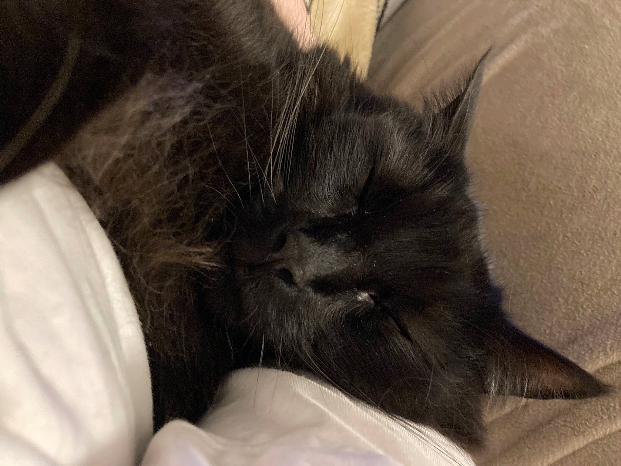 Hercules joined the competition — help win amazing prizes! bed, black_cat, carnivore, cat, claw, comfort, domestic_short_haired_cat, ear, felidae, fur, grey, monochrome_photography, nap, paw, sleep, small_to_medium_sized_cats, snout, tail, whiskers