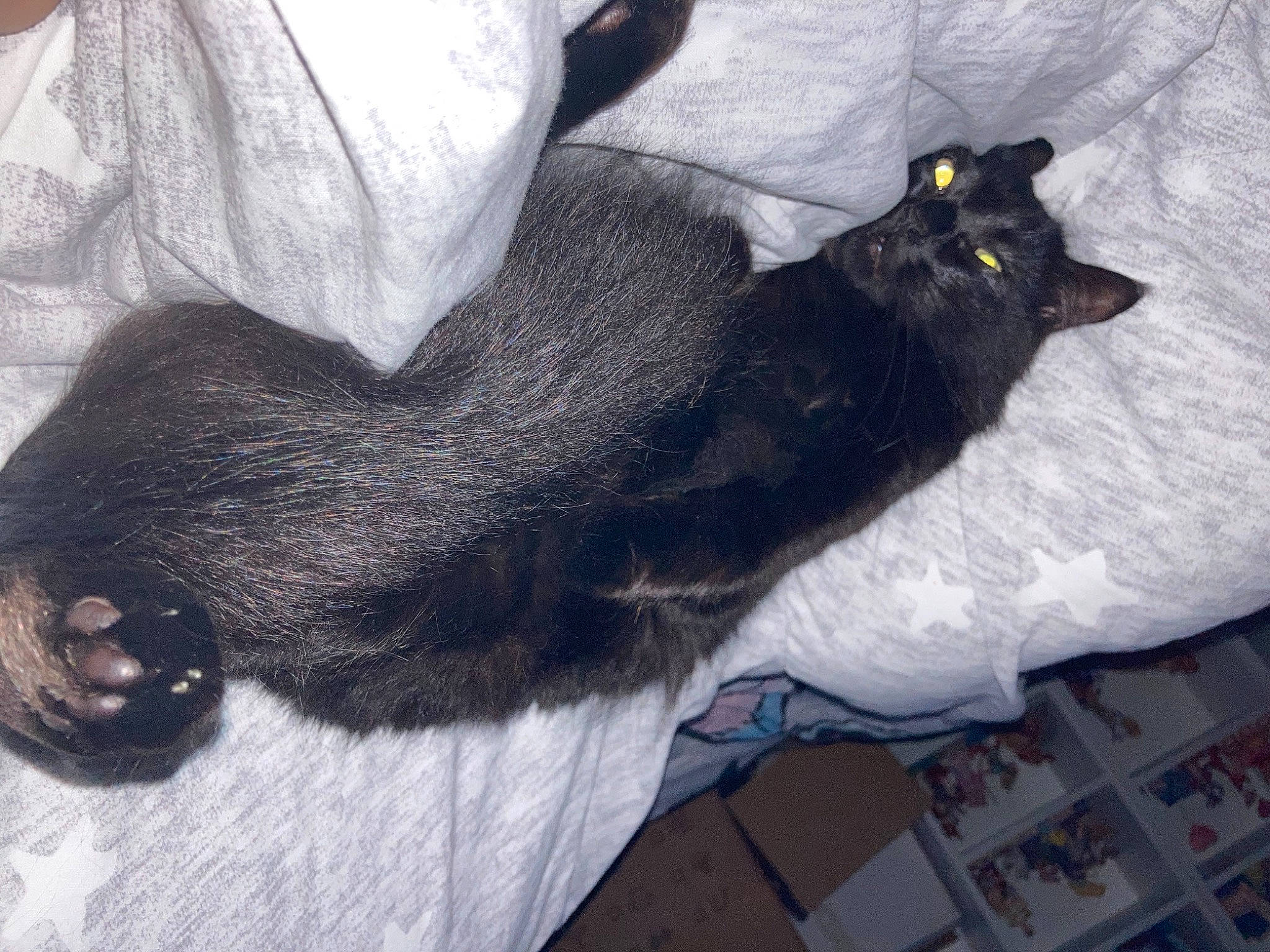 Hercules joined the competition — help win amazing prizes! black_cat, bombay, carnivore, cat, claw, comfort, dog_breed, domestic_short_haired_cat, felidae, foot, fur, gesture, grey, mammal, nap, paw, small_to_medium_sized_cats, snout, tail, whiskers