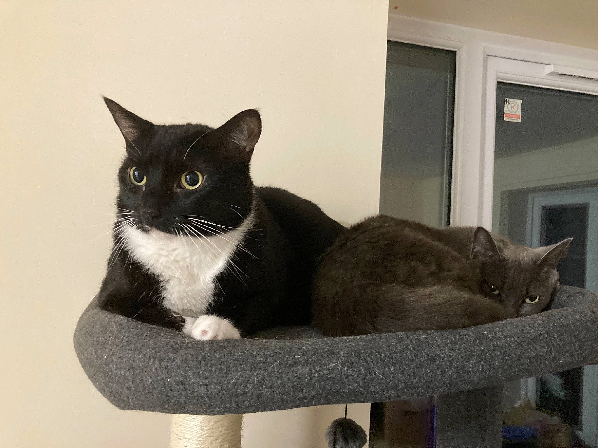 Arlo is registered to the contest to win money with this photo: carnivore, cat, cat_furniture, cat_supply, comfort, domestic_short_haired_cat, felidae, fur, grey, hardwood, outdoor_furniture, pedestal, pet_supply, rectangle, sitting, small_to_medium_sized_cats, tail, whiskers, window, wood