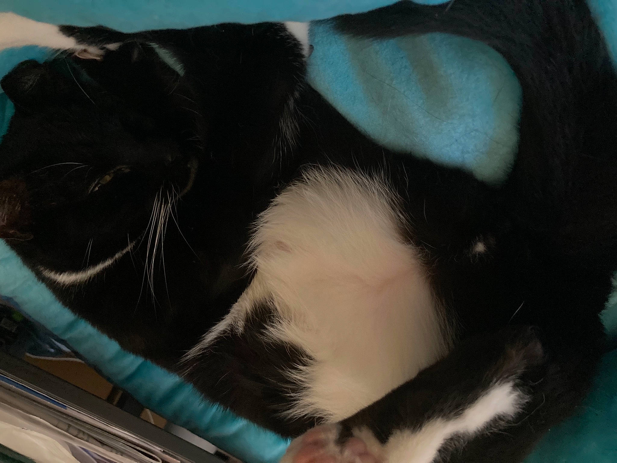 Arlo joined the competition — help win amazing prizes! canidae, carnivore, cat, comfort, dog_breed, domestic_short_haired_cat, electric_blue, felidae, foot, fur, mammal, nap, paw, small_to_medium_sized_cats, snout, sporting_group, tail, terrestrial_animal, vertebrate, whiskers