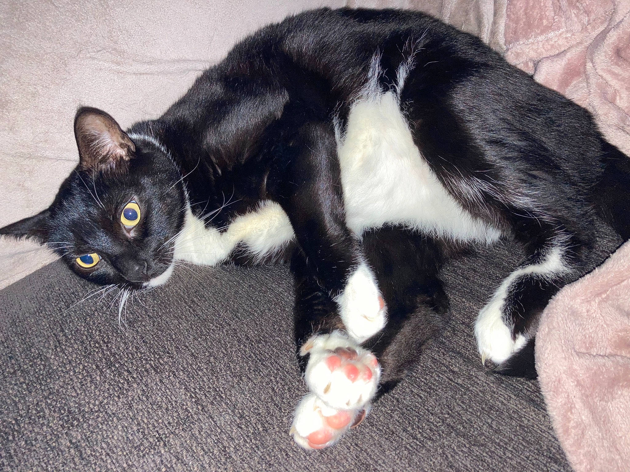 Arlo joined the competition — help win amazing prizes! black_cat, carnivore, cat, claw, comfort, domestic_short_haired_cat, eye, felidae, fur, paw, small_to_medium_sized_cats, snout, tail, terrestrial_animal, whiskers