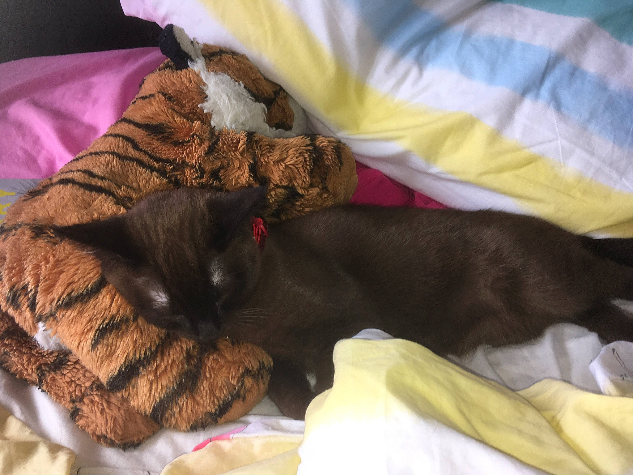 Lilo joined the competition — help win amazing prizes! black_cat, canidae, carnivore, cat, comfort, companion_dog, dog_breed, felidae, kitten, nap, paw, puppy, sleep, small_to_medium_sized_cats, sporting_group, whiskers