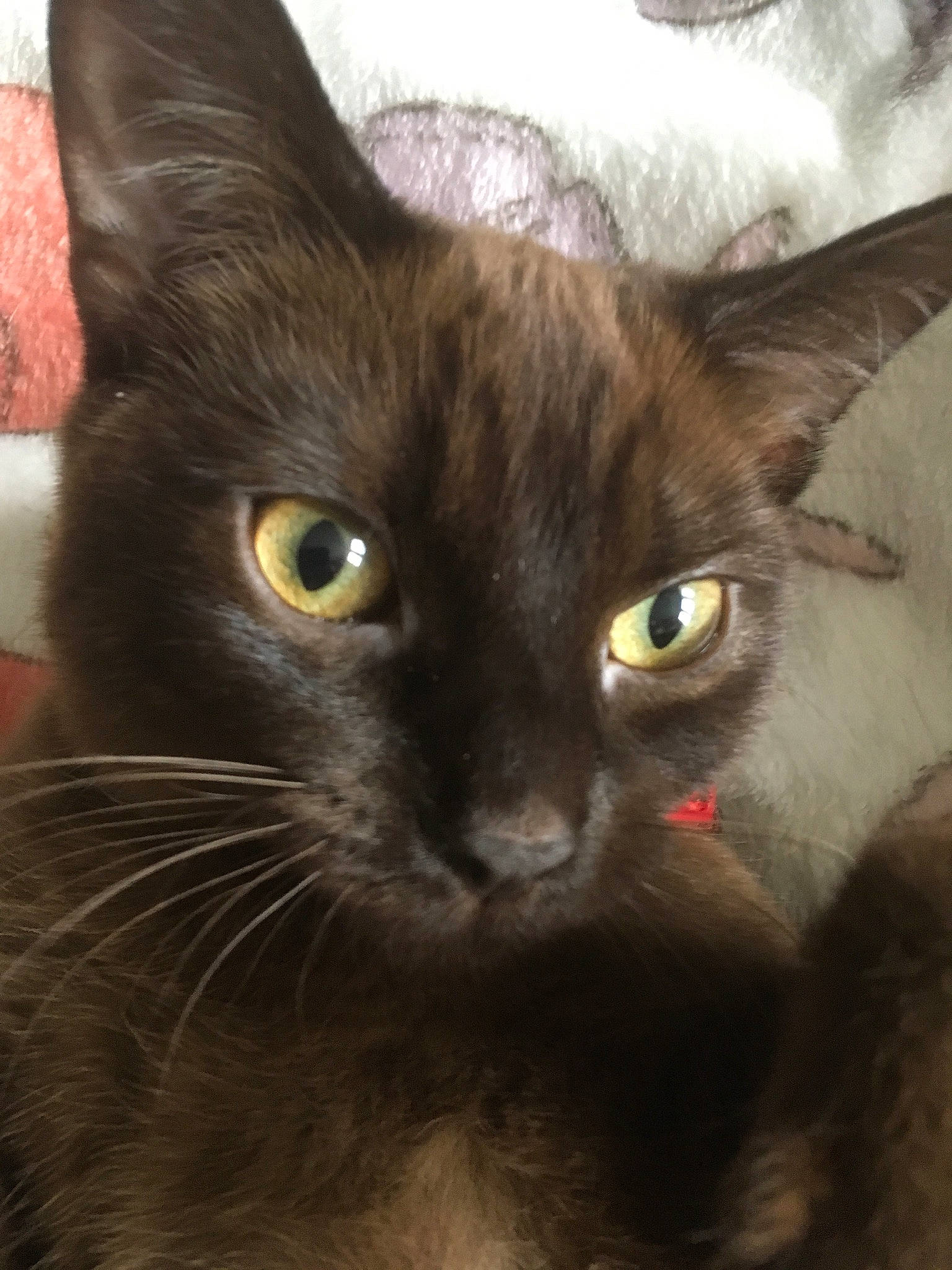 Lilo is registered to the contest to win money with this photo: asian, black_cat, burmese, carnivore, cat, close_up, eye, felidae, havana_brown, iris, javanese, kitten, korat, mammal, oriental_longhair, oriental_shorthair, small_to_medium_sized_cats, snout, vertebrate, whiskers