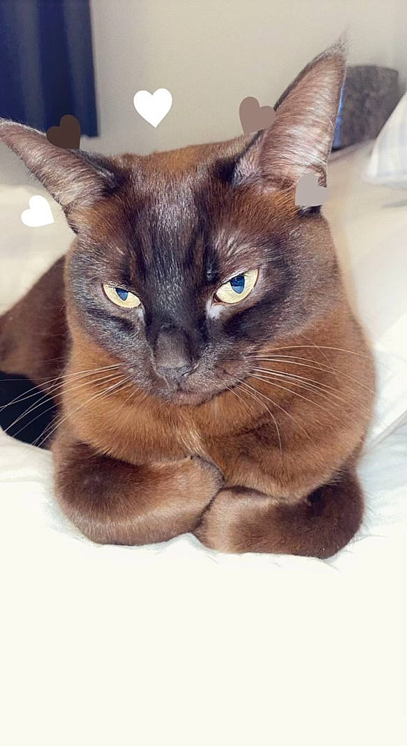 Lilo joined the competition — help win amazing prizes! carnivore, cat, close_up, comfort, domestic_short_haired_cat, ear, fawn, felidae, fur, siamese, small_to_medium_sized_cats, snout, terrestrial_animal, whiskers