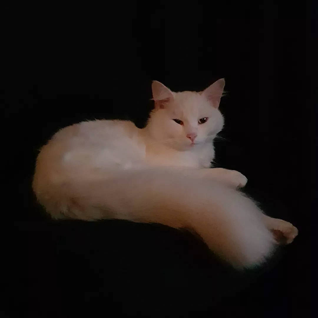 Barfi is registered to the contest to win money with this photo: carnivore, cat, claw, darkness, domestic_short_haired_cat, eye, fawn, felidae, fur, musical_instrument, paw, sitting, small_to_medium_sized_cats, snout, tail, terrestrial_animal, whiskers, wood