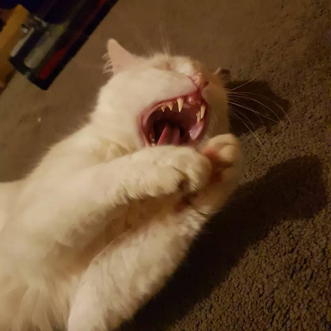 Barfi joined the competition — help win amazing prizes! carnivore, cat, claw, domestic_short_haired_cat, eye, fang, felidae, foot, fur, gesture, jaw, paw, roar, shout, small_to_medium_sized_cats, snout, tail, terrestrial_animal, whiskers, yawn
