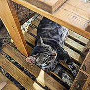 Socrate participe au concours pour gagner de l'argent avec cette photo : cat, tabby_cat, wood, outdoor, sunlight, relaxed, animal, pet, nature, wooden_slats, feline, resting, shadows, daylight, closeup, texture, grass, ears, whiskers, sleepy
