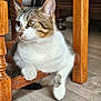 animal, cat, closeup, curious, domestic_cat, ears, floor, flooring, furniture, home, indoor, looking_away, paws, pet, relaxed, resting, tabby, whiskers, white_fur, wooden_chair