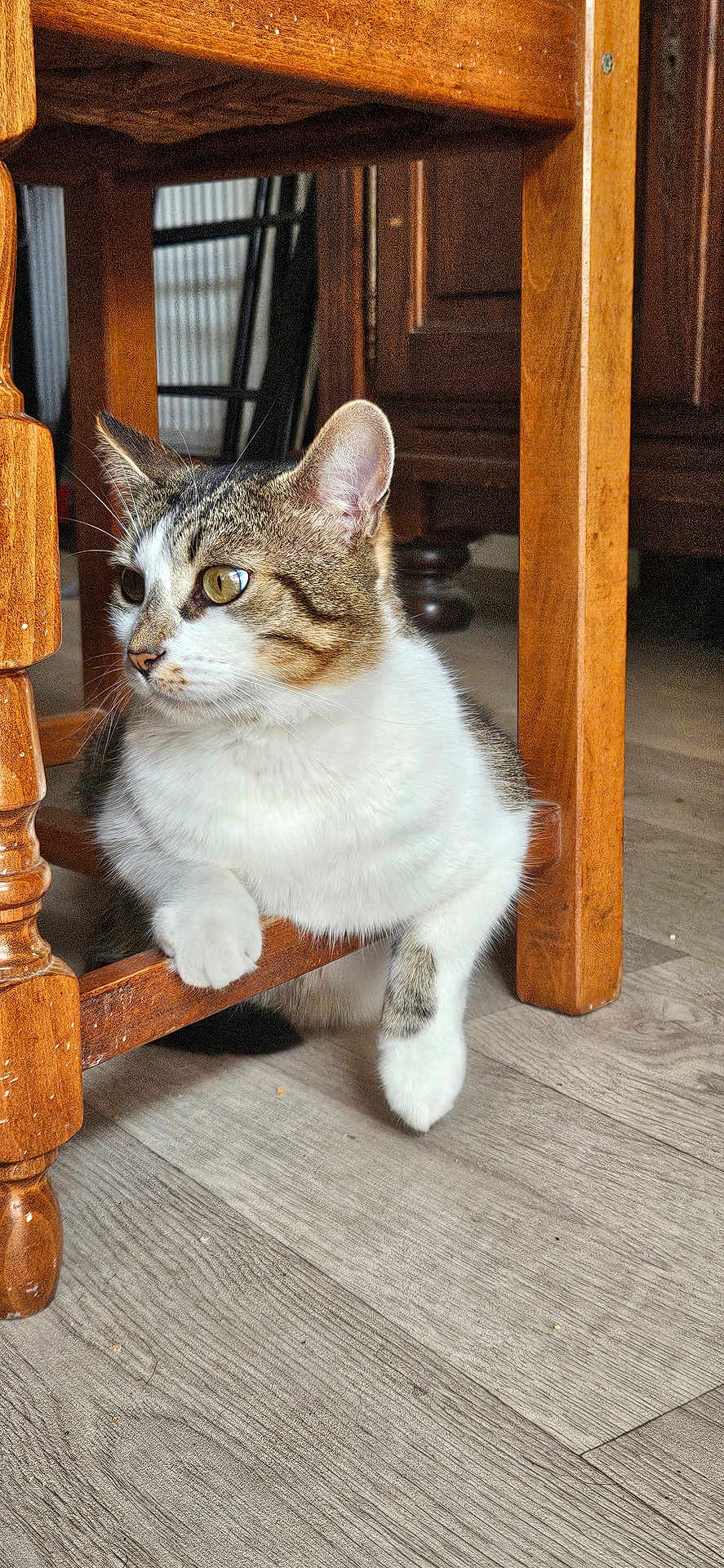 Tigrou