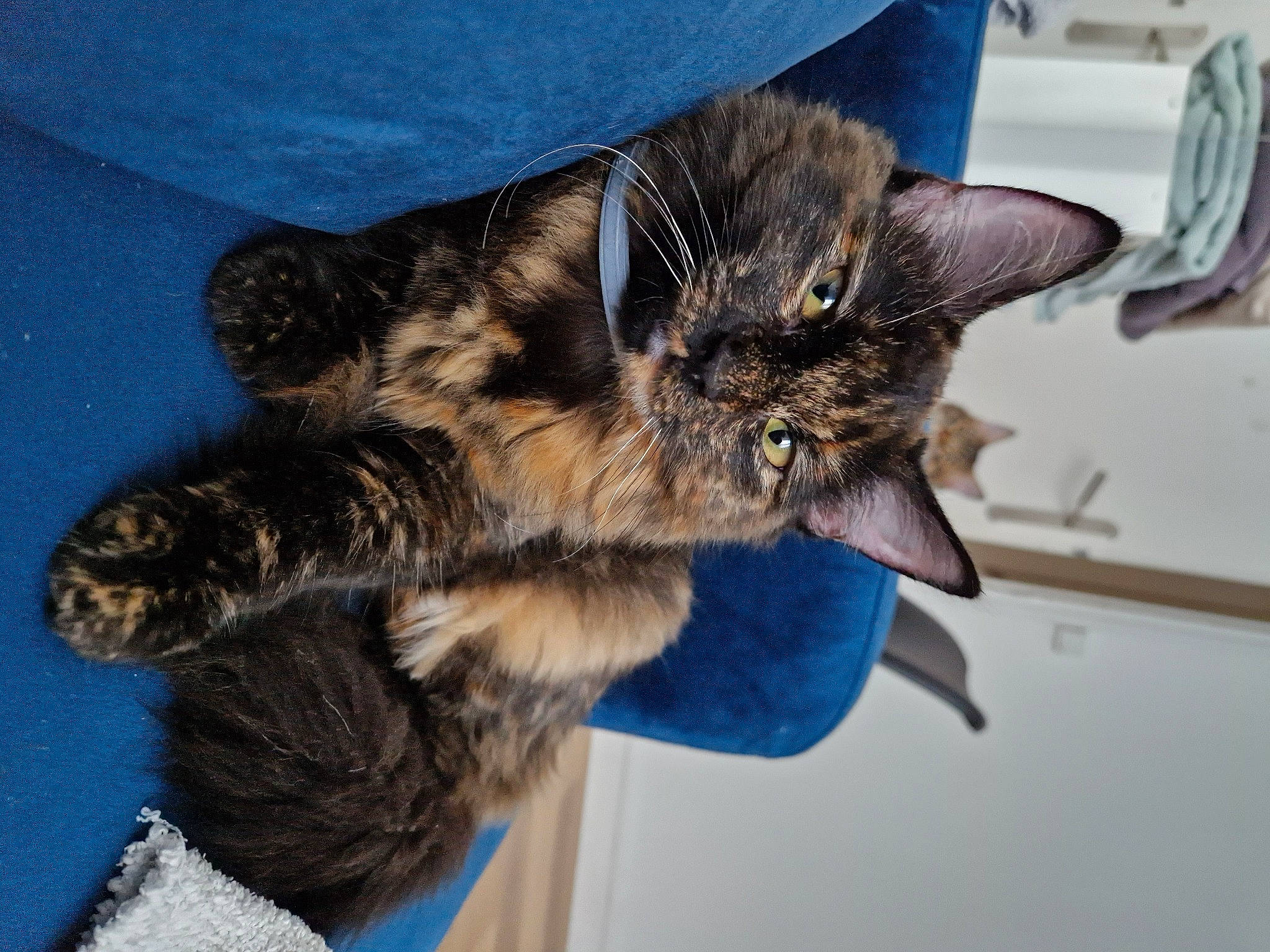 Liv a rejoint le concours — aidez-le/la à gagner de superbes lots ! carnivore, cat, claw, comfort, domestic_short_haired_cat, electric_blue, felidae, fur, gesture, paw, small_to_medium_sized_cats, snout, tail, whiskers