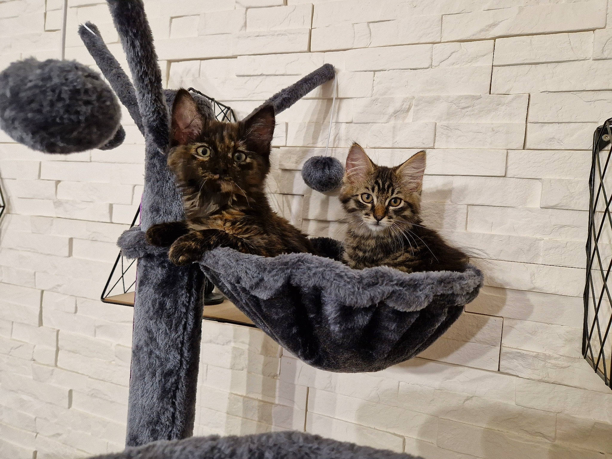 Liv a rejoint le concours — aidez-le/la à gagner de superbes lots ! art, bobcat, carnivore, cat, claw, domestic_short_haired_cat, fawn, felidae, fur, grey, mammal, small_to_medium_sized_cats, snout, tail, terrestrial_animal, vertebrate, whiskers, wildlife, window, wood