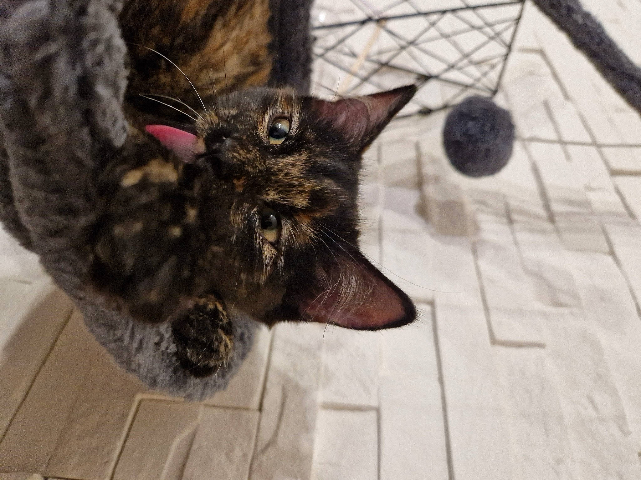 Liv participe au concours pour gagner de l'argent avec cette photo : black_cat, canidae, carnivore, cat, claw, domestic_short_haired_cat, felidae, flooring, fur, metal, paw, small_to_medium_sized_cats, snout, sporting_group, tail, terrestrial_animal, tree, whiskers, wildlife, wood