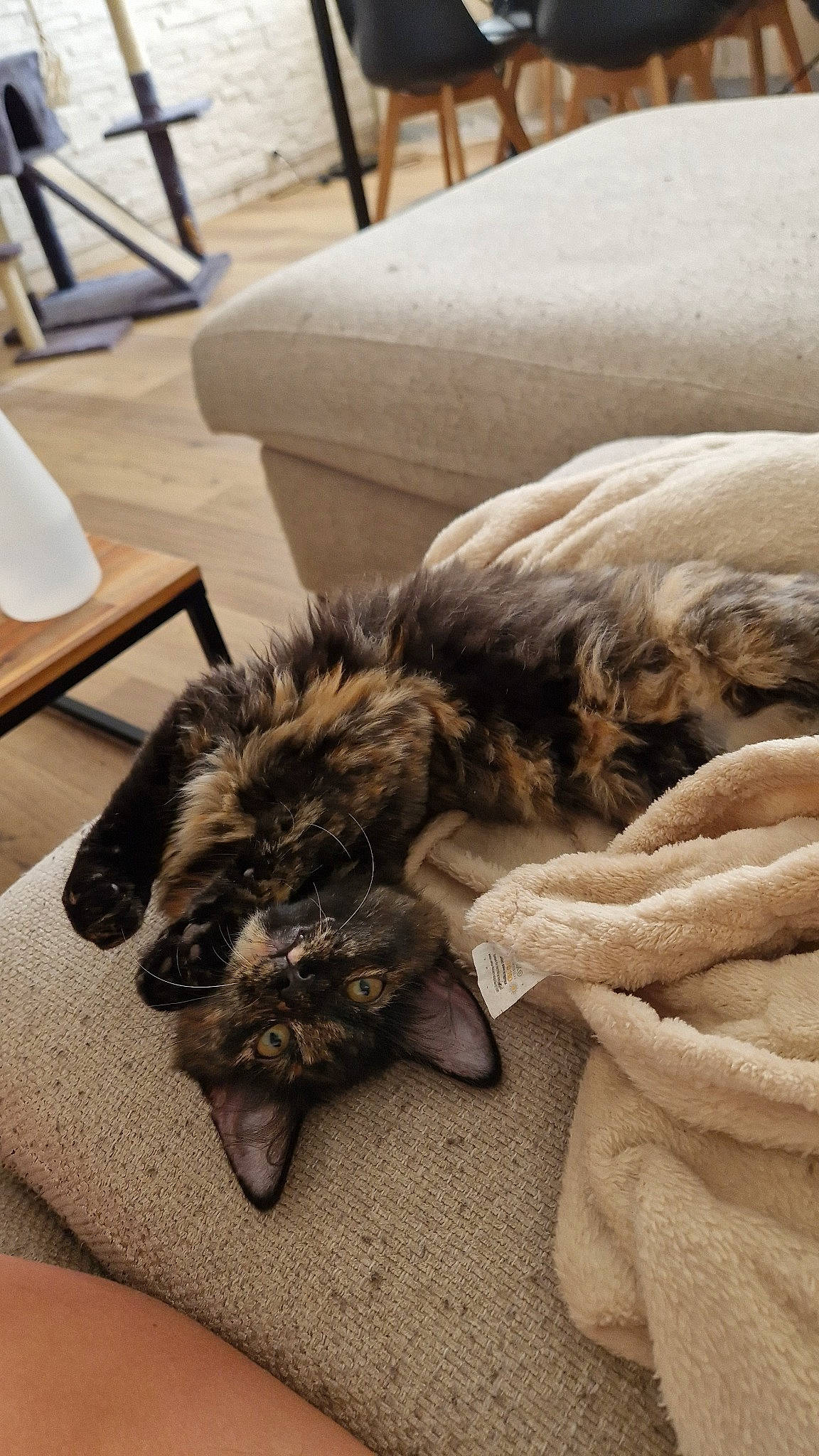 Liv participe au concours pour gagner de l'argent avec cette photo : bedding, carnivore, comfort, companion_dog, dog, dog_breed, fawn, felidae, floor, flooring, fur, hardwood, linens, liver, room, small_to_medium_sized_cats, snout, whiskers, wood, working_animal