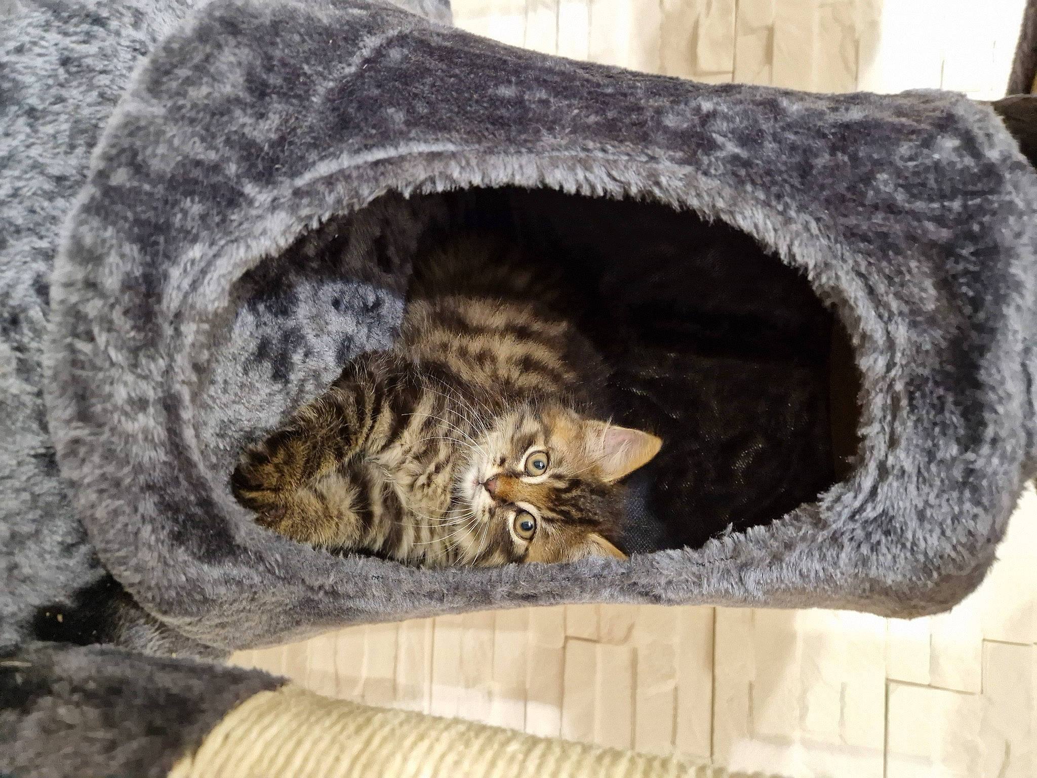 Dobby a rejoint le concours — aidez-le/la à gagner de superbes lots ! carnivore, cat, cat_bed, cat_supply, domestic_short_haired_cat, felidae, fur, grey, natural_material, pet_supply, small_to_medium_sized_cats, snout, tail, terrestrial_animal, tree, trunk, whiskers, wildlife, window, wood