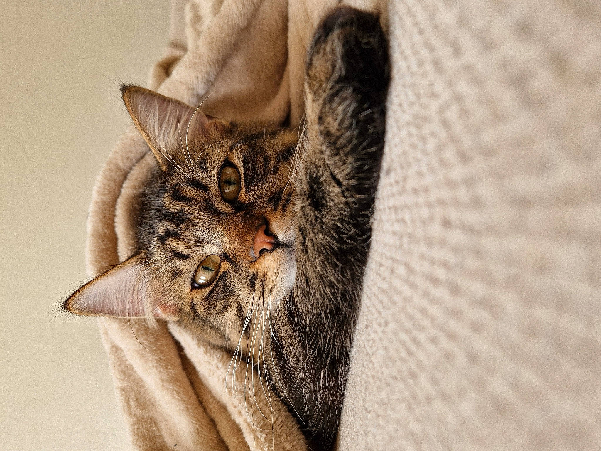 Dobby a rejoint le concours — aidez-le/la à gagner de superbes lots ! carnivore, cat, claw, domestic_short_haired_cat, ear, fawn, felidae, fur, gesture, grey, linens, owl, pattern, paw, small_to_medium_sized_cats, snout, tail, whiskers, wildlife, wood