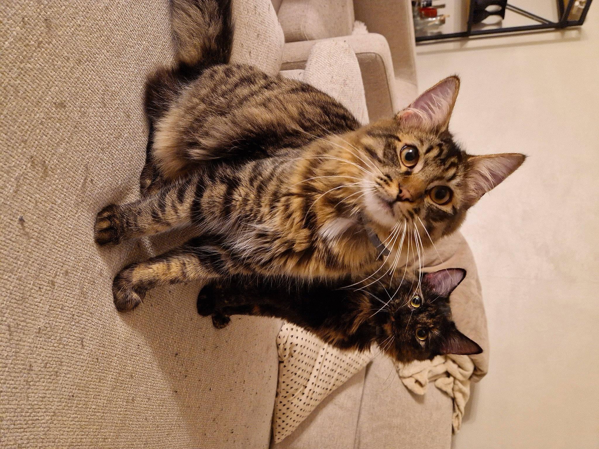 Dobby a rejoint le concours — aidez-le/la à gagner de superbes lots ! carnivore, cat, claw, comfort, couch, domestic_short_haired_cat, drawer, eye, felidae, flooring, fur, paw, plant, small_to_medium_sized_cats, snout, tail, terrestrial_animal, whiskers, window, wood