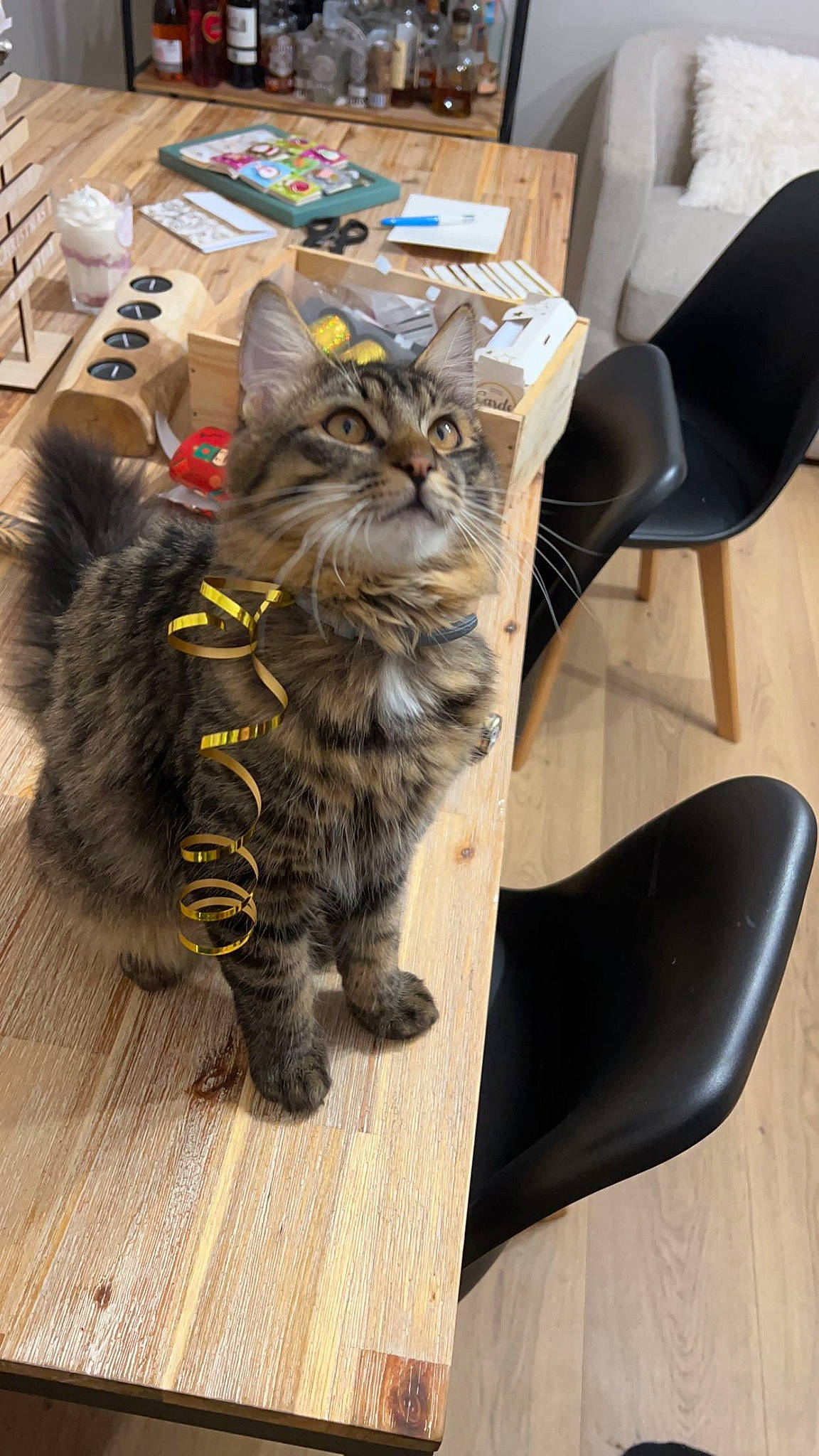 Dobby participe au concours pour gagner de l'argent avec cette photo : box, carnivore, cat, chair, computer_keyboard, domestic_short_haired_cat, felidae, floor, flooring, fur, grey, hardwood, laminate_flooring, small_to_medium_sized_cats, snout, tail, whiskers, wood, wood_flooring, wood_stain