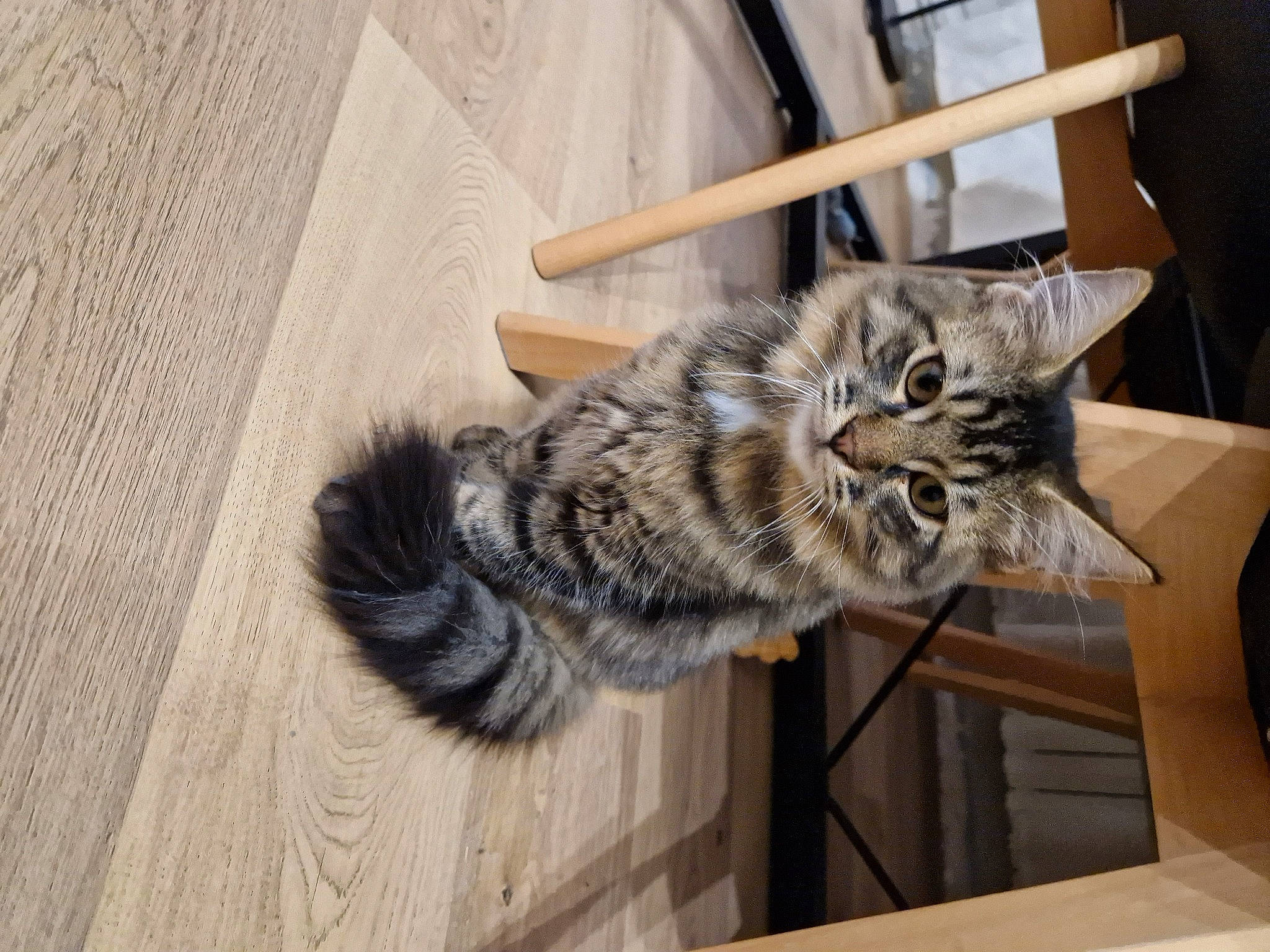 Dobby participe au concours pour gagner de l'argent avec cette photo : carnivore, cat, claw, domestic_short_haired_cat, felidae, flooring, fur, grey, hardwood, paw, small_to_medium_sized_cats, snout, tail, whiskers, window, wood