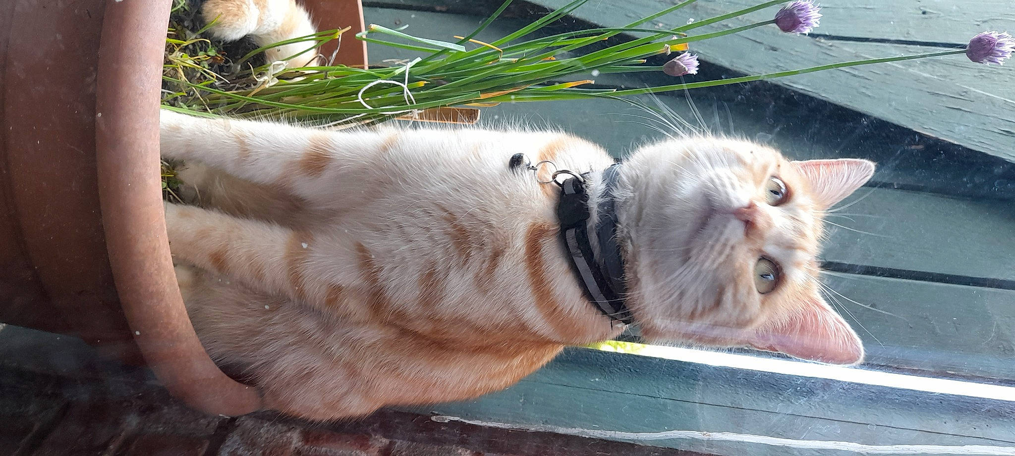 Coco a rejoint le concours — aidez-le/la à gagner de superbes lots ! carnivore, cat, claw, domestic_short_haired_cat, fawn, felidae, flowerpot, fur, grass, houseplant, paw, photography, plant, sitting, small_to_medium_sized_cats, snout, tail, tree, whiskers, window