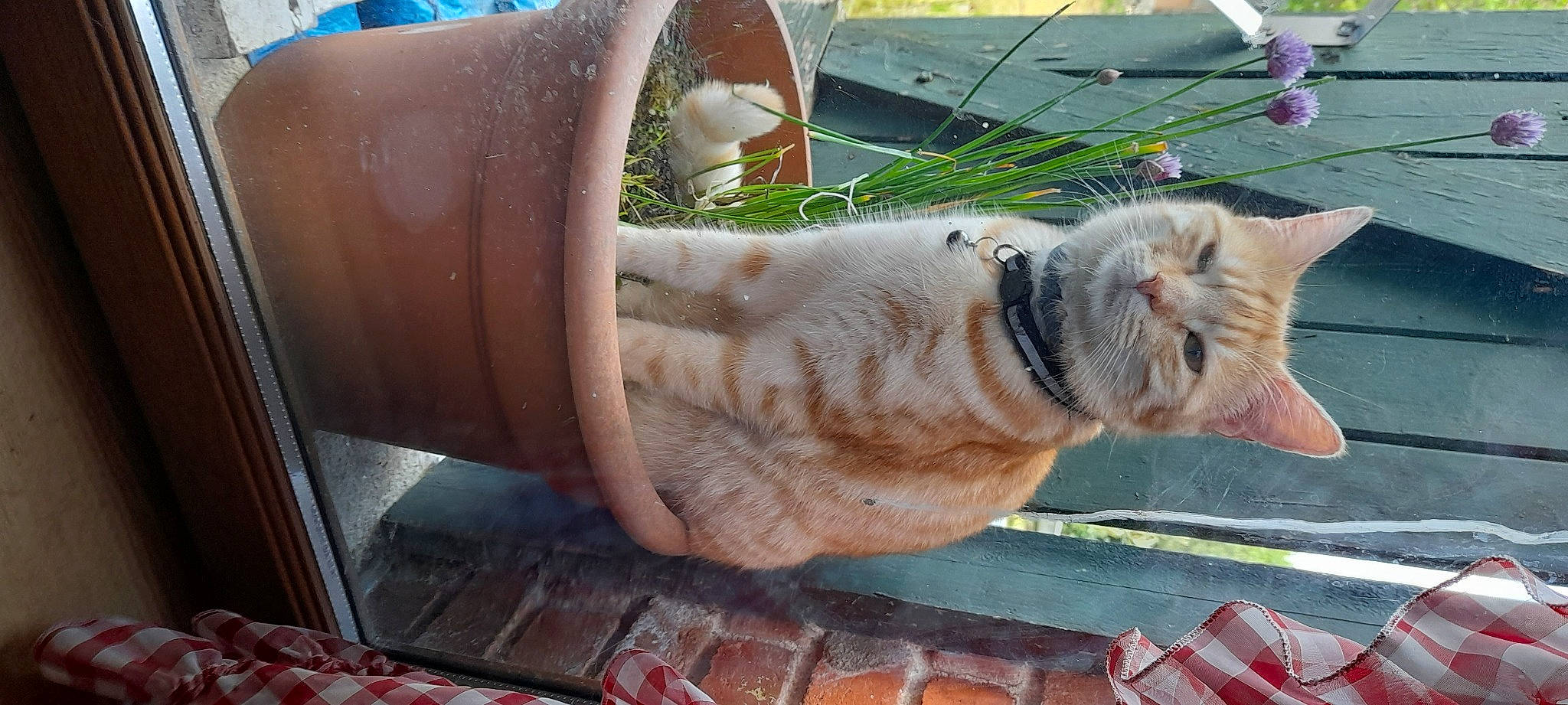 Coco participe au concours pour gagner de l'argent avec cette photo : blue, brickwork, carnivore, cat, domestic_short_haired_cat, fawn, felidae, flowerpot, gas, grass, human_leg, plant, small_to_medium_sized_cats, snout, tail, tree, vehicle_door, whiskers, window, wood
