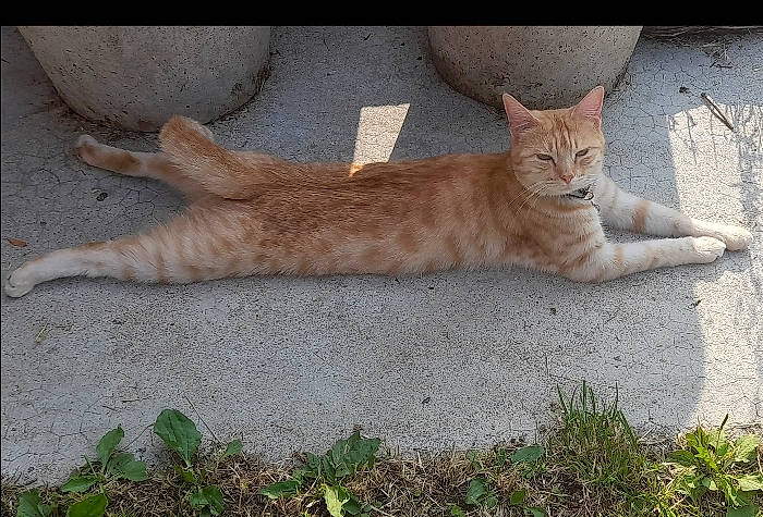 Coco participe au concours pour gagner de l'argent avec cette photo : carnivore, cat, claw, domestic_short_haired_cat, eye, fawn, felidae, fur, grass, paw, plant, road_surface, sitting, small_to_medium_sized_cats, snout, tail, terrestrial_animal, tree, whiskers, wildlife