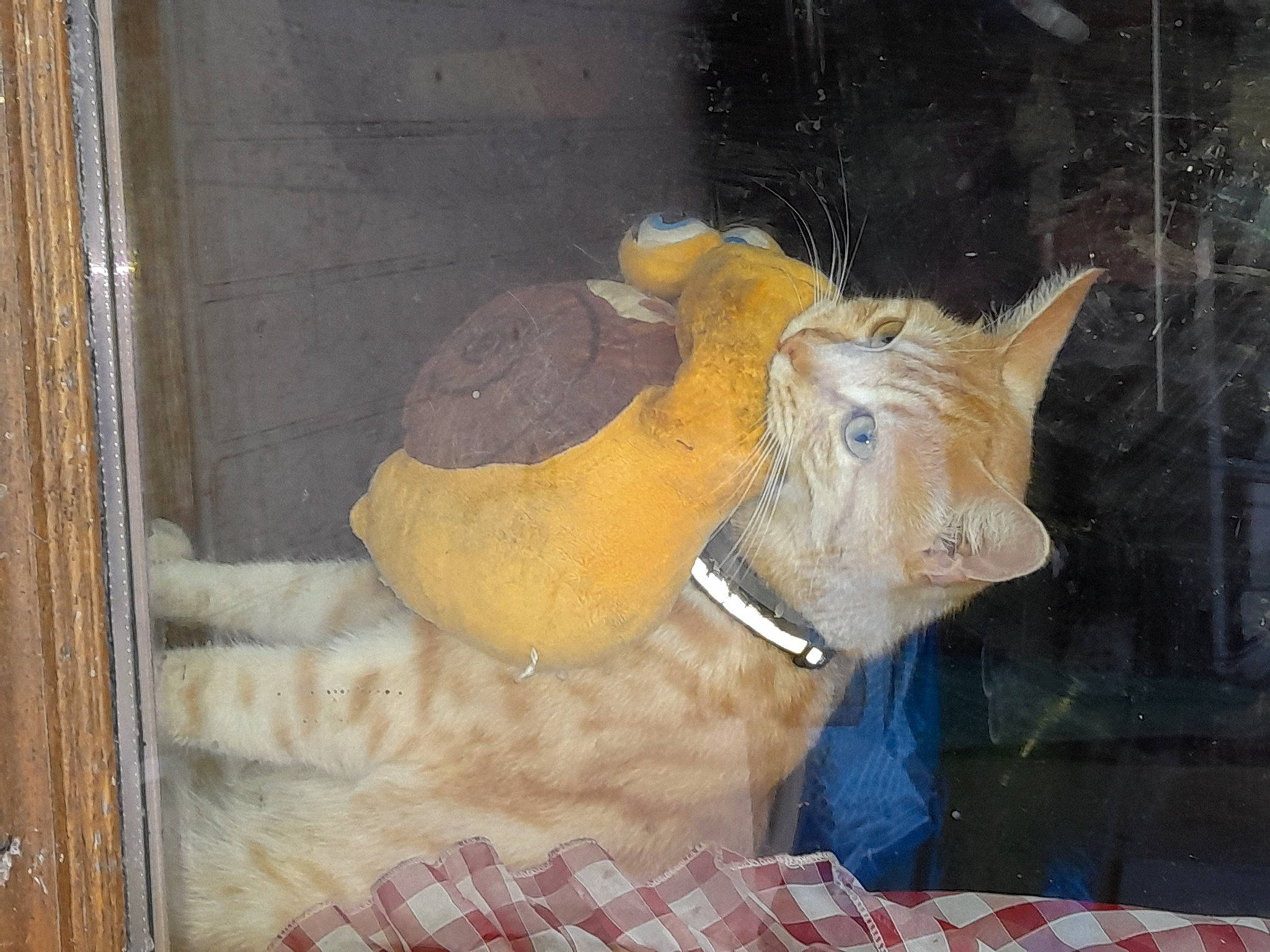 Coco participe au concours pour gagner de l'argent avec cette photo : art, carnivore, cat, fawn, felidae, fur, glass, livestock, pattern, plaid, small_to_medium_sized_cats, snout, tail, tartan, terrestrial_animal, visual_arts, whiskers, window, wood, working_animal