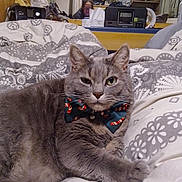 Rookie a rejoint le concours — aidez-le/la à gagner de superbes lots ! cat, feline, bow_tie, candy_cane, grey_cat, pet, bed, blanket, bedding, whiskers, stare, portrait, indoor, cozy, mirror, reflection, person, bedroom, patterns, clutter