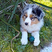 Aron a rejoint le concours — aidez-le/la à gagner de superbes lots ! dog, puppy, australian_shepherd, merle, blue_eyes, fur, paws, grass, outdoor, toy_ball, greenery, plants, cute, adorable, portrait, sitting, closeup, nature, backyard, playful