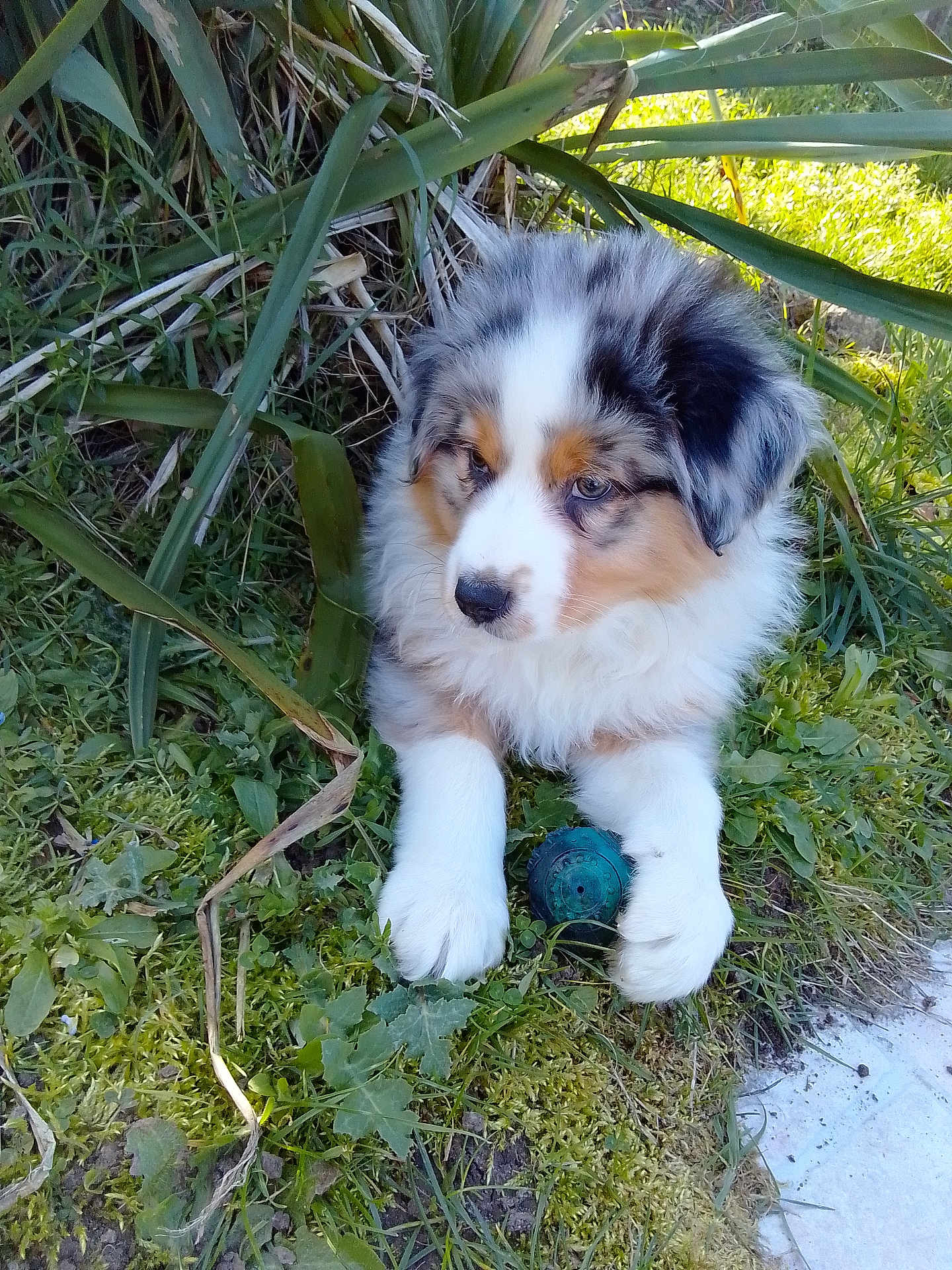 Aron a rejoint le concours — aidez-le/la à gagner de superbes lots ! dog, puppy, australian_shepherd, merle, blue_eyes, fur, paws, grass, outdoor, toy_ball, greenery, plants, cute, adorable, portrait, sitting, closeup, nature, backyard, playful