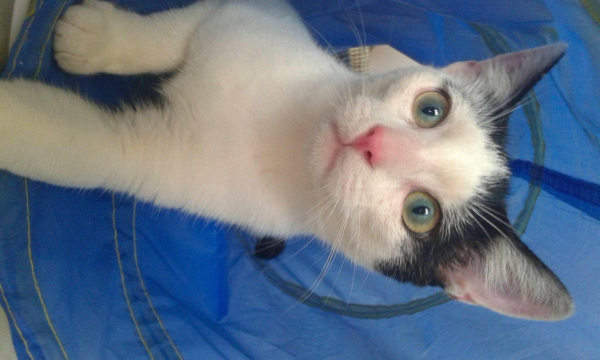 Stifler participe au concours pour gagner de l'argent avec cette photo : carnivore, cat, close_up, domestic_short_haired_cat, ear, electric_blue, eyelash, fang, felidae, fur, no_expression, nose, paw, small_to_medium_sized_cats, snout, terrestrial_animal, whiskers