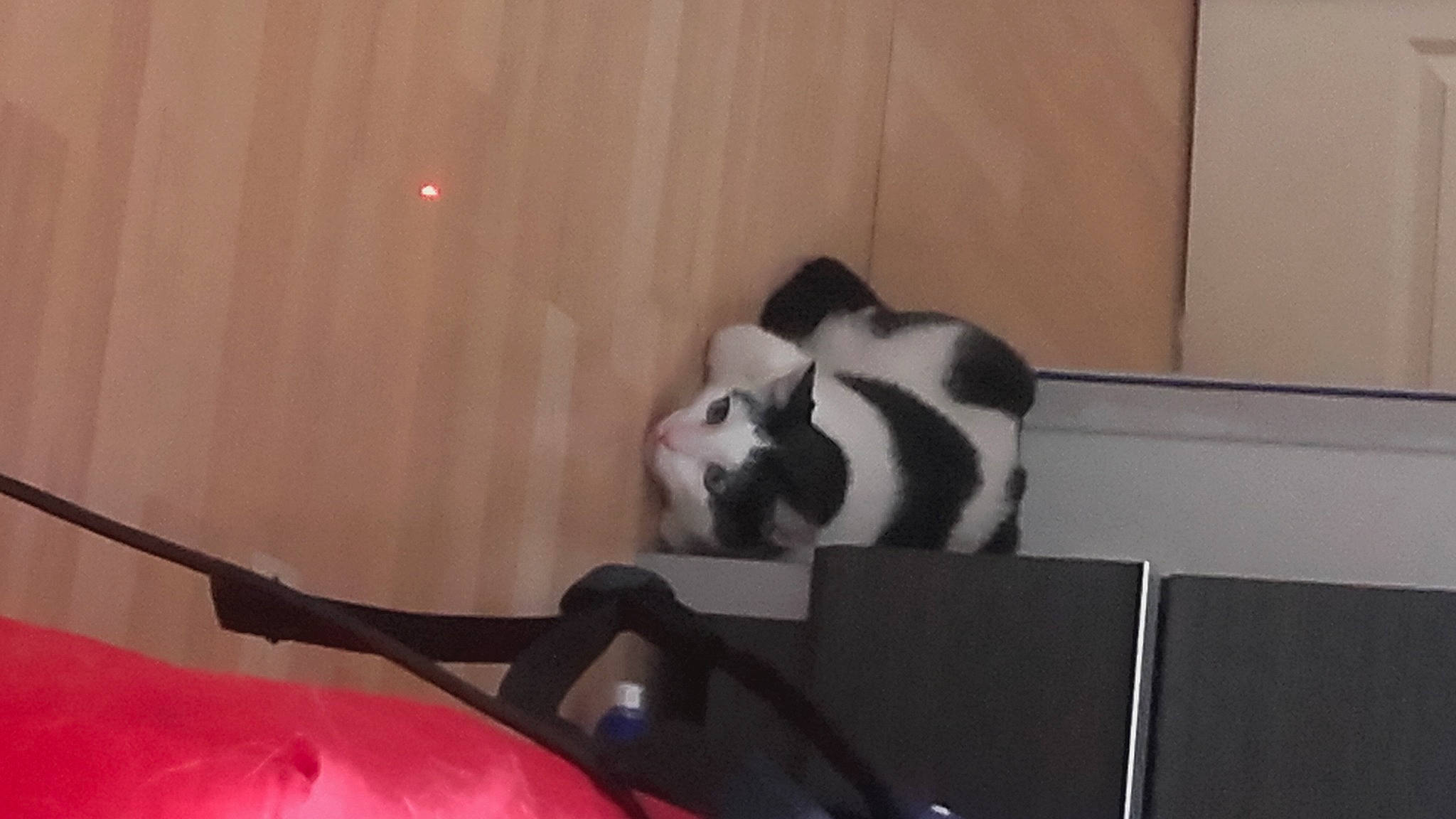 Stifler a rejoint le concours — aidez-le/la à gagner de superbes lots ! carnivore, cat, cat_supply, comfort, companion_dog, dog_breed, domestic_short_haired_cat, event, felidae, fur, head, paw, room, small_to_medium_sized_cats, snout, table, tail, terrestrial_animal, whiskers, wood