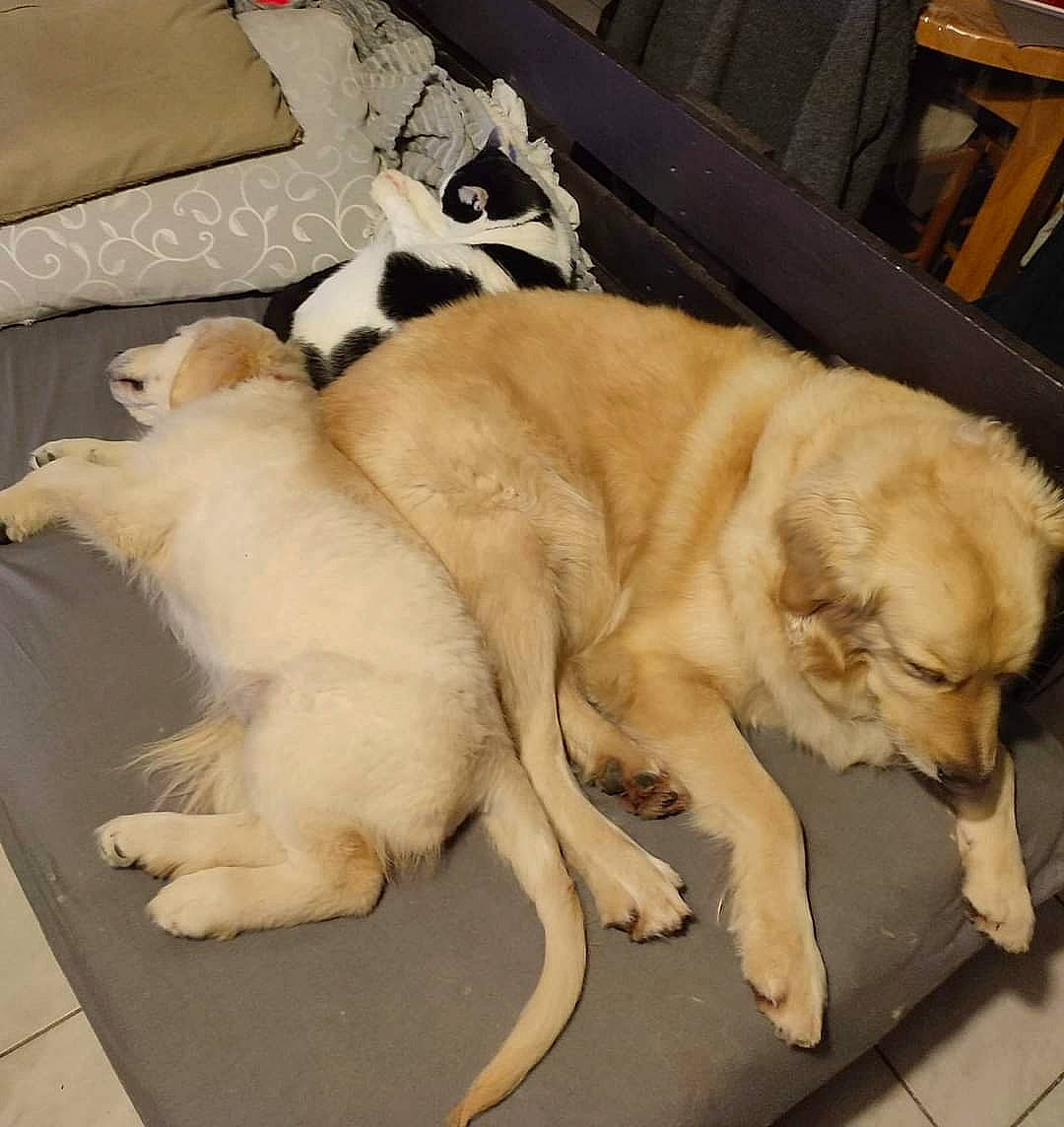 Stifler a rejoint le concours — aidez-le/la à gagner de superbes lots ! canidae, carnivore, chair, comfort, companion_dog, dog, dog_breed, fawn, felidae, flooring, fur, furniture, hardwood, mammal, small_to_medium_sized_cats, sporting_group, tail, vertebrate, wood, working_animal