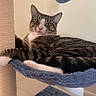 cat, tabby_cat, indoor, scratching_post, blue_hammock, toy_ball, feline, pet, relaxed, fur, whiskers, paws, striped, animal, mammal, domestic_cat, resting, playful, household, cute