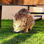 Iris participe au concours pour gagner de l'argent avec cette photo : cat, spotted_cat, grass, outdoor, animal, feline, wildcat, sunlight, shadow, crouching, ears, whiskers, alert, nature, predator, mammal, closeup, greenery, texture, fur