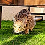 cat, spotted_cat, grass, outdoor, animal, feline, wildcat, sunlight, shadow, crouching, ears, whiskers, alert, nature, predator, mammal, closeup, greenery, texture, fur