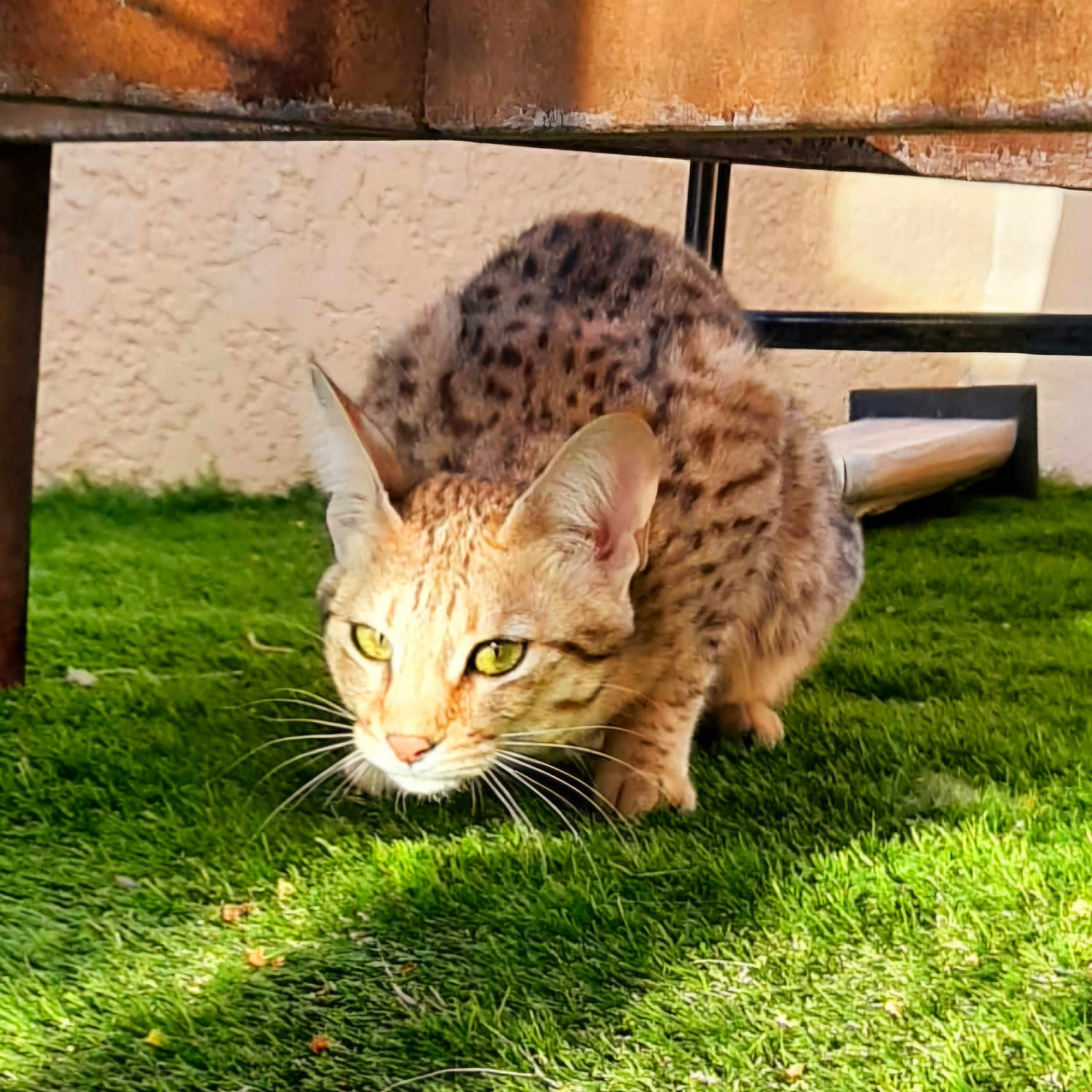 Iris participe au concours pour gagner de l'argent avec cette photo : alert, animal, cat, closeup, crouching, ears, feline, fur, grass, greenery, mammal, nature, outdoor, predator, shadow, spotted_cat, sunlight, texture, whiskers, wildcat