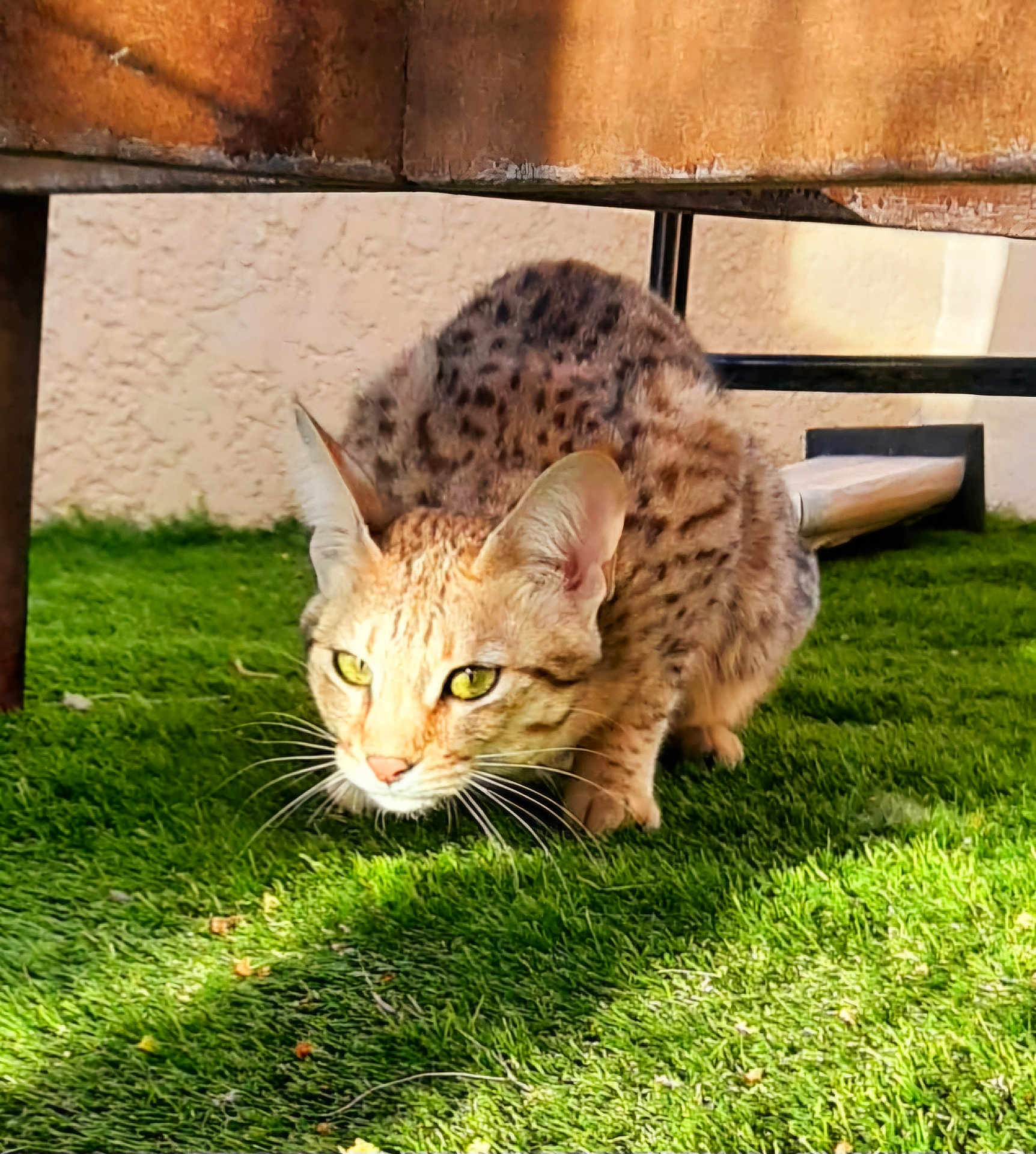 Iris participe au concours pour gagner de l'argent avec cette photo : cat, spotted_cat, grass, outdoor, animal, feline, wildcat, sunlight, shadow, crouching, ears, whiskers, alert, nature, predator, mammal, closeup, greenery, texture, fur
