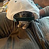 Bean Frijole is registered to the contest to win money with this photo: cat, kitten, animal, pet, baseball_cap, hat, disguise, face, eyes, whiskers, fur, paws, sitting, couch, blanket, lap, indoors, cozy, portrait, funny