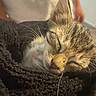 Bean Frijole joined the competition — help win amazing prizes! cat, tabby_cat, sleeping, sleepy,  curled_up, closeup, whiskers, fur, feline, pet, cozy, blanket, indoors, warm_lighting, relaxed, resting, portrait, brown_fur, white_fur, animal