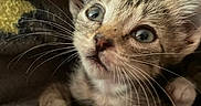 Bean Frijole is registered to the contest to win money with this photo: kitten, cat, animal, pet, closeup, portrait, whiskers, eyes, tabby, fur, fluffy, curious, cute, sitting, paws, blanket, cozy, indoors, textile, photography