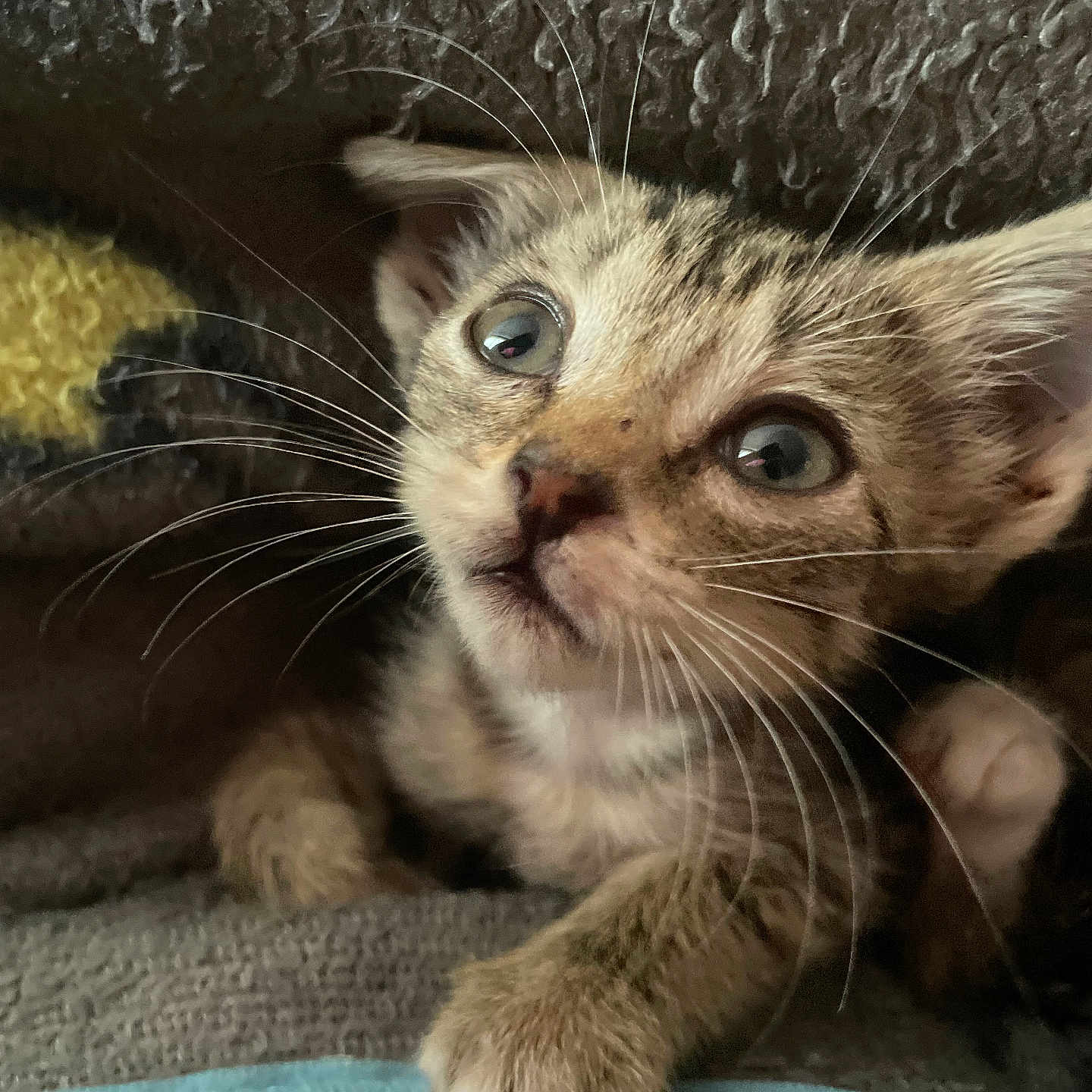 Bean Frijole is registered to the contest to win money with this photo: kitten, cat, animal, pet, closeup, portrait, whiskers, eyes, tabby, fur, fluffy, curious, cute, sitting, paws, blanket, cozy, indoors, textile, photography