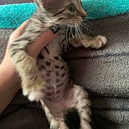 Bean Frijole is registered to the contest to win money with this photo: kitten, cat, tabby, animal, pet, furry, whiskers, ears, face, belly, spots, striped_fur, sleepy, being_held, human_hand, close_up, indoors, blanket, cuddling, portrait