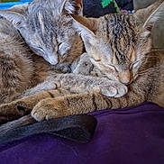 Flower And Snowflake joined the competition — help win amazing prizes! cat, kitten, sleeping, cuddle, pets, fur, closeup, animal, cute, cozy, resting, paw, indoor, friendship, tabby, whiskers, relaxation, soft, nap, companion