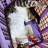 animal, cat, claws, curious, cute, domestic_cat, ears, fur, indoor, laundry_basket, looking_up, orange_string, paws, pet, playful, purple_basket, relaxed, tabby, whiskers, white_fur
