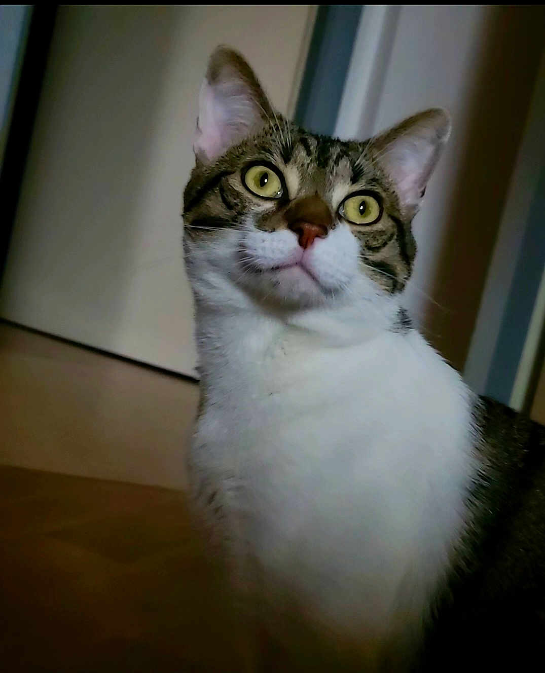 Shax participe au concours pour gagner de l'argent avec cette photo : cat, tabby_cat, indoor, pet, animal, feline, yellow_eyes, white_fur, striped_fur, curious, looking_up, portrait, close_up, whiskers, ears, floor, door, house, domestic_animal, fur
